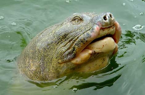 Rùa Hồ Gươm